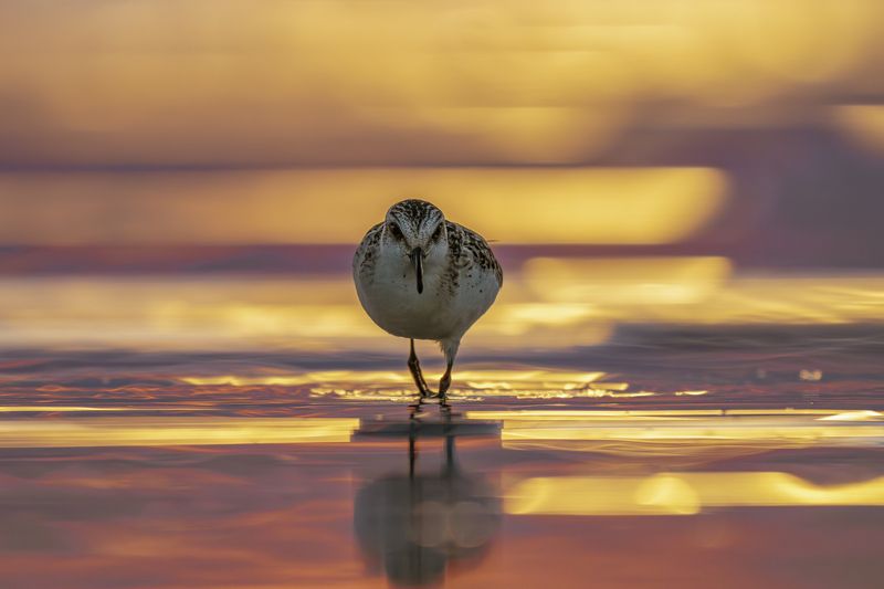 bird nature wildlife Summer sunset фото превью