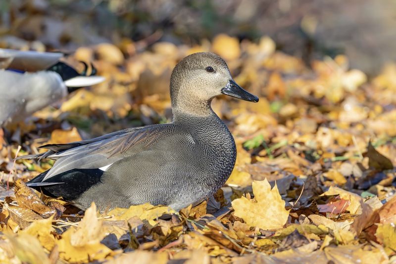 серая утка, утка, птицы, красная книга, осень Серая уткаphoto preview