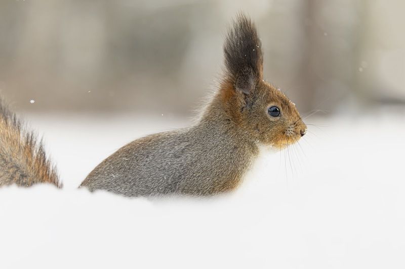 белка, зима, белочка  фото превью