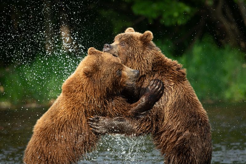 медведь, хищники, звери, драка, Камчатка, брызги Медвежьи \\\