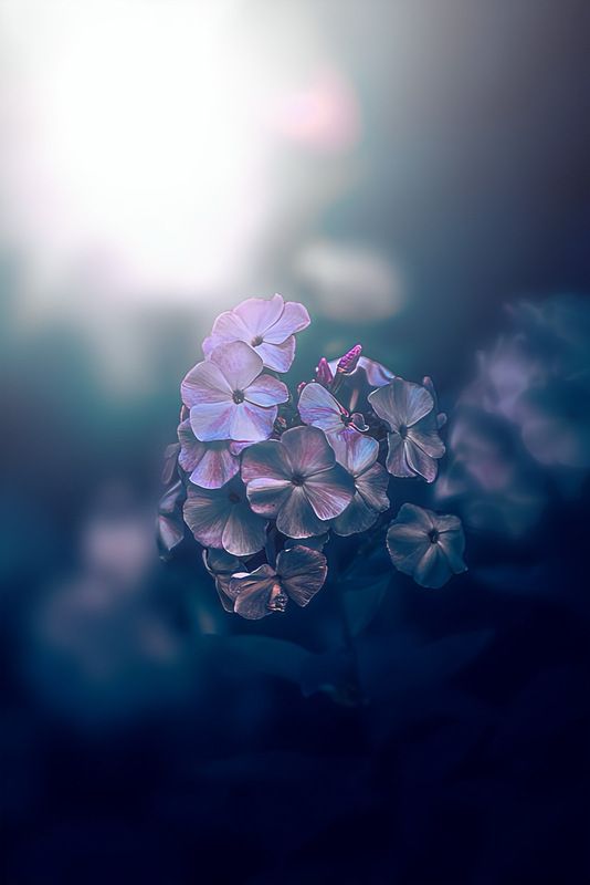 макро, macro, цветы, flower, флоксы Флоксыphoto preview