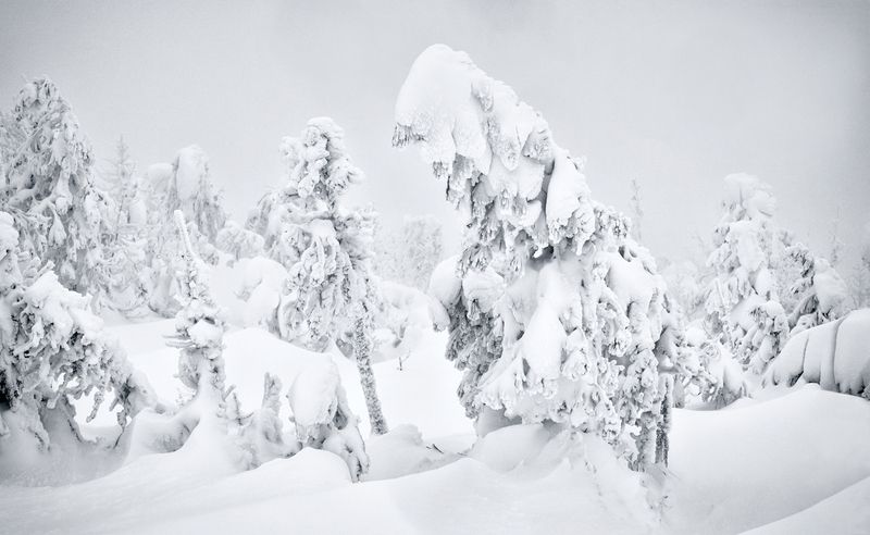 ...Белые сны Аргыджека...photo preview