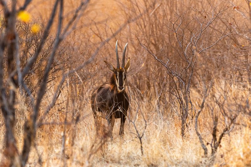 Антилопа. фото превью