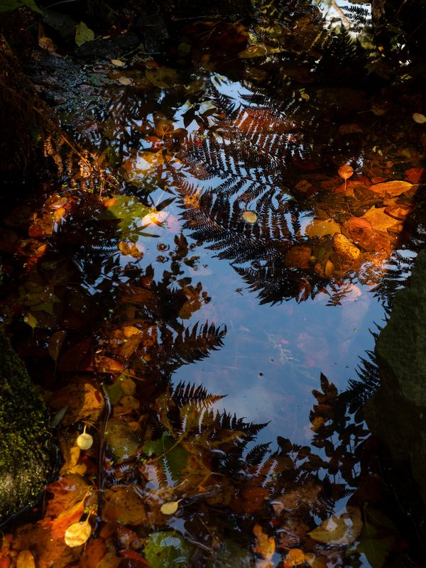 В зеркале водphoto preview