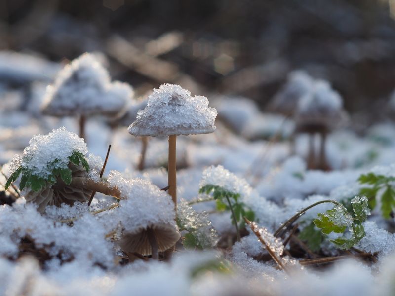 Грибная тема (Мицена какая-то. Замерзшая наверное)photo preview