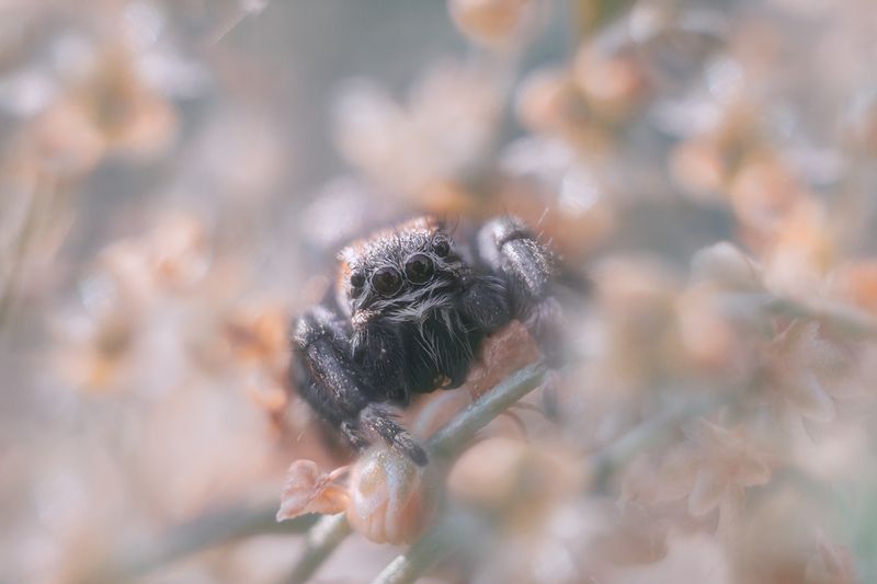 лето, природа, паук скакунчик Один раз в год сады цветутphoto preview