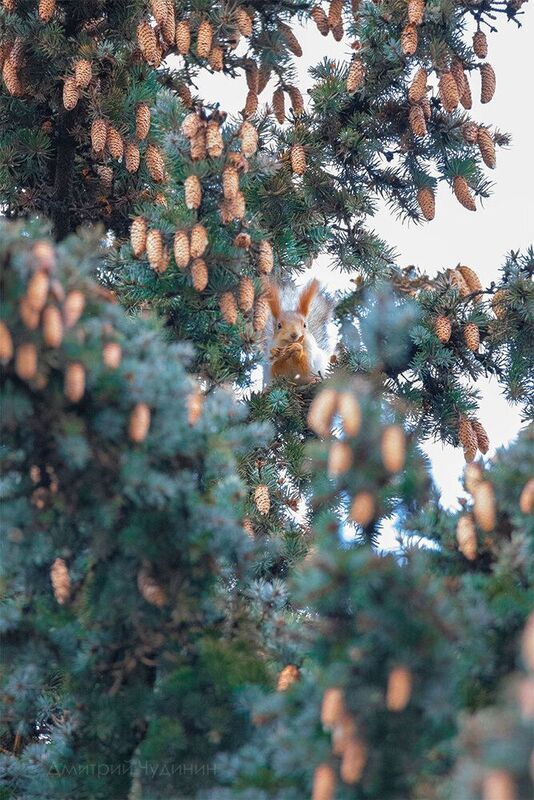 Ёлочная игрушка фото превью