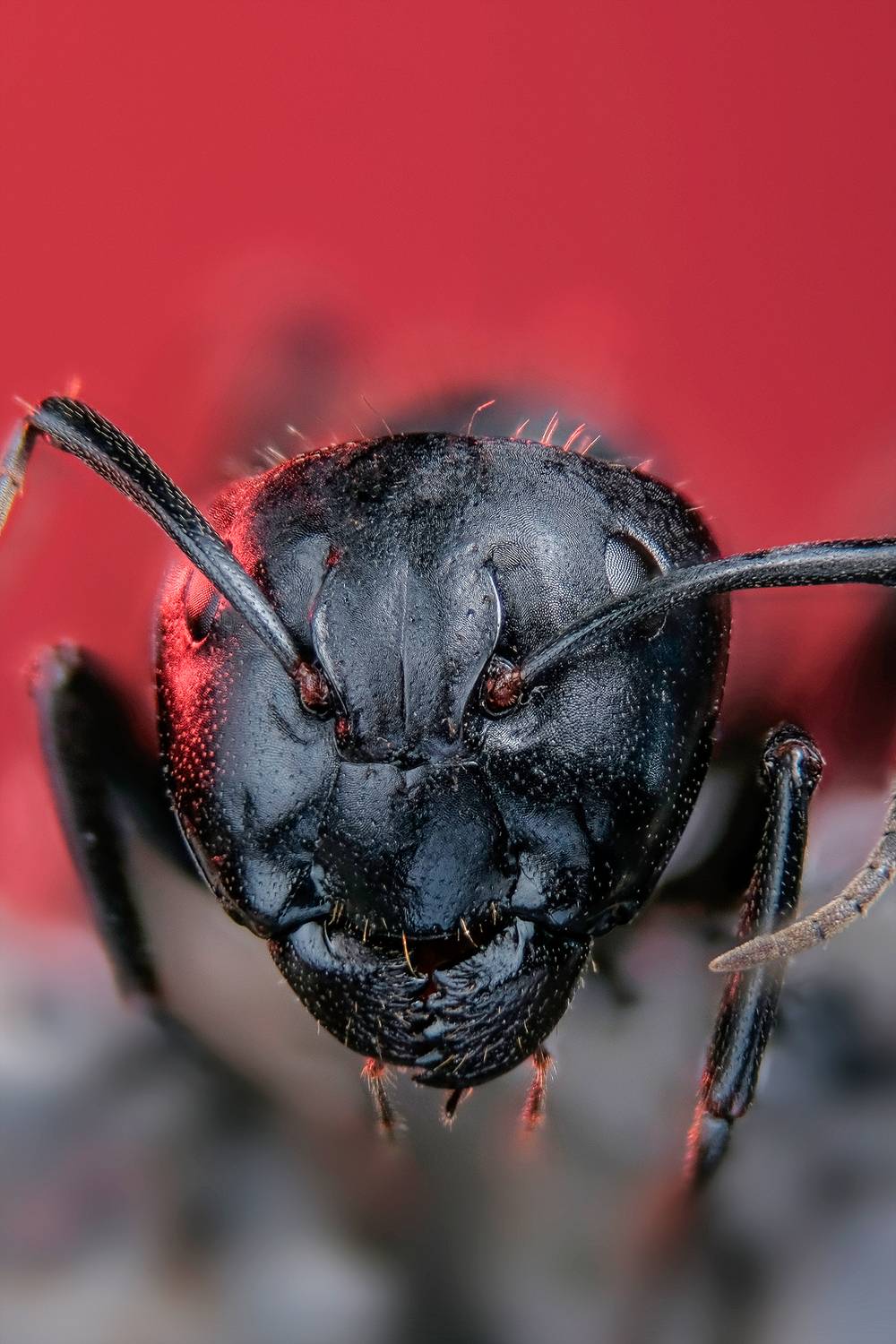 Мураш. Автор: Васильев Роман #макросъёмка #макромир #макрофото #макросъемканасекомых #макро_насекомые #мирнасекомых #насекомые #жуки #бабочки #энтомология #природа #фауна #красотаприроды #фото_насекомых #фотоприроды #природавокруг #увеличение #ультрамакро #интересныенасекомые #подпри, Васильев Роман