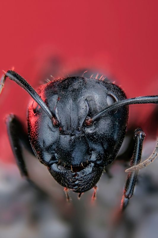 #макросъёмка #макромир #макрофото #макросъемканасекомых #макро_насекомые #мирнасекомых #насекомые #жуки #бабочки #энтомология #природа #фауна #красотаприроды #фото_насекомых #фотоприроды #природавокруг #увеличение #ультрамакро #интересныенасекомые #подпри Мурашphoto preview