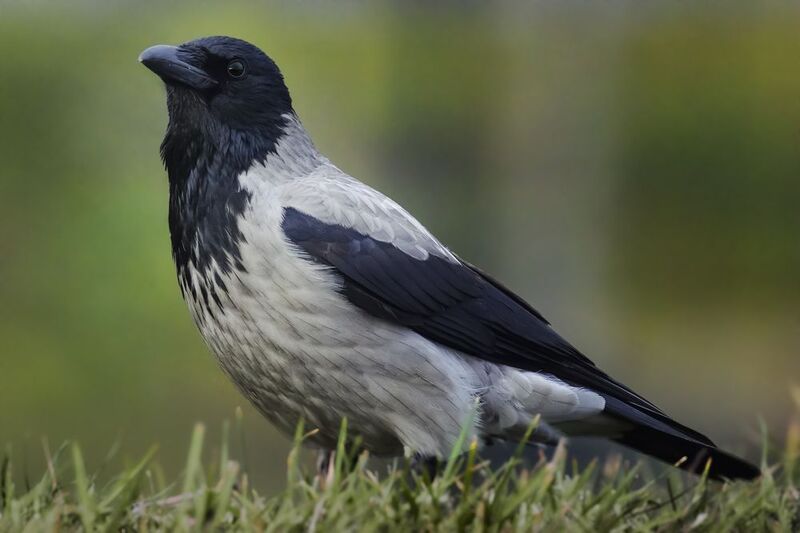 серая ворона, hooded crow, Corvus cornix, птица, дикая природа, crow, corvid, птицы России, birdwatching, nature, wildlife photography, close-up bird Серая воронаphoto preview
