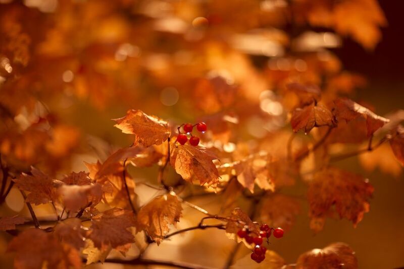 Золотая осеньphoto preview