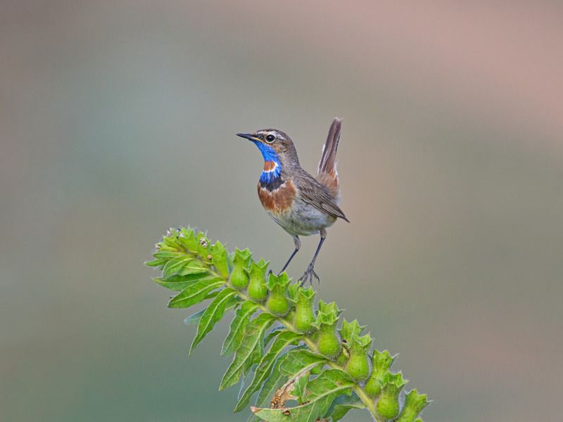 варакушка, luscinia svecica, белена чёрная, hyoscyamus niger, Белены объелсяphoto preview