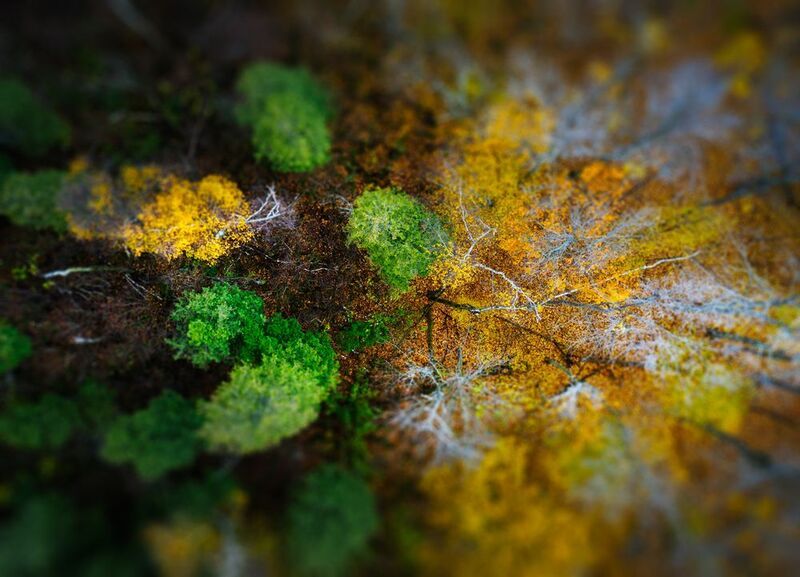 canada, oliage, forest, differentspeciest, lush, aerial, conservationarea, nature, ontario, wild, colors, autumn, yellow, dance, divided, forestsofcanada, dronephotography, forestinfall, goldenforest, autumnforest, yellowforest, naturalcolors, birdsview,  Colorful dancephoto preview