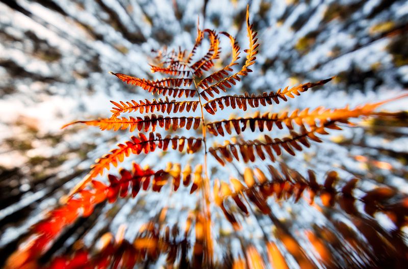 fern, nature, forest, leaf Old fernphoto preview