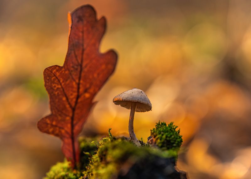 осень, лес, макро, грибы photo preview