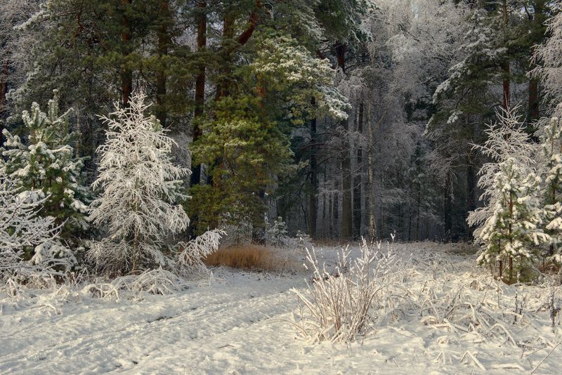 лес утро свет сосны снег опушка серково На опушке. Первый снег.photo preview