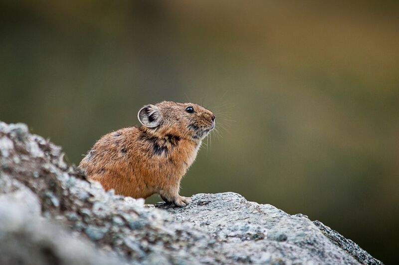 пищуха, грызун, Алтай пищуха фото превью