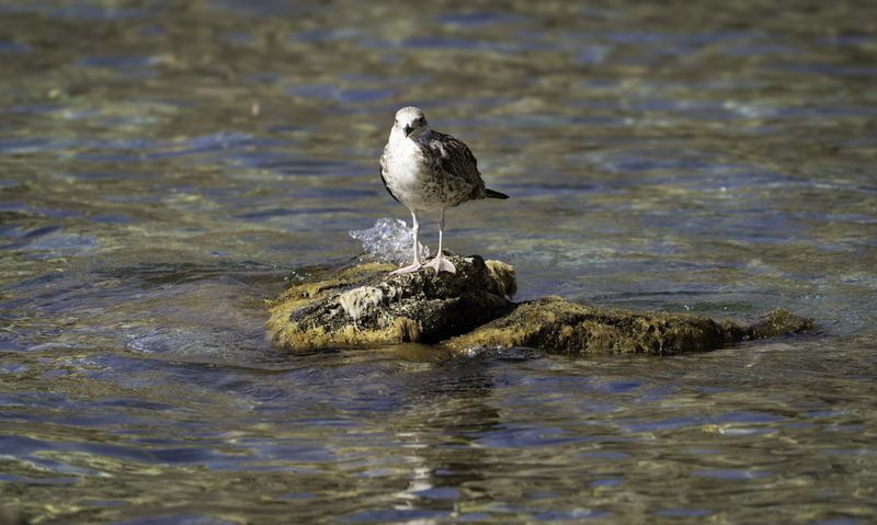 Россия, Крым, Севастополь, мыс Фиолент, Мраморная бухта, Яшмовый пляж, чайка, Черноморская чайкаphoto preview