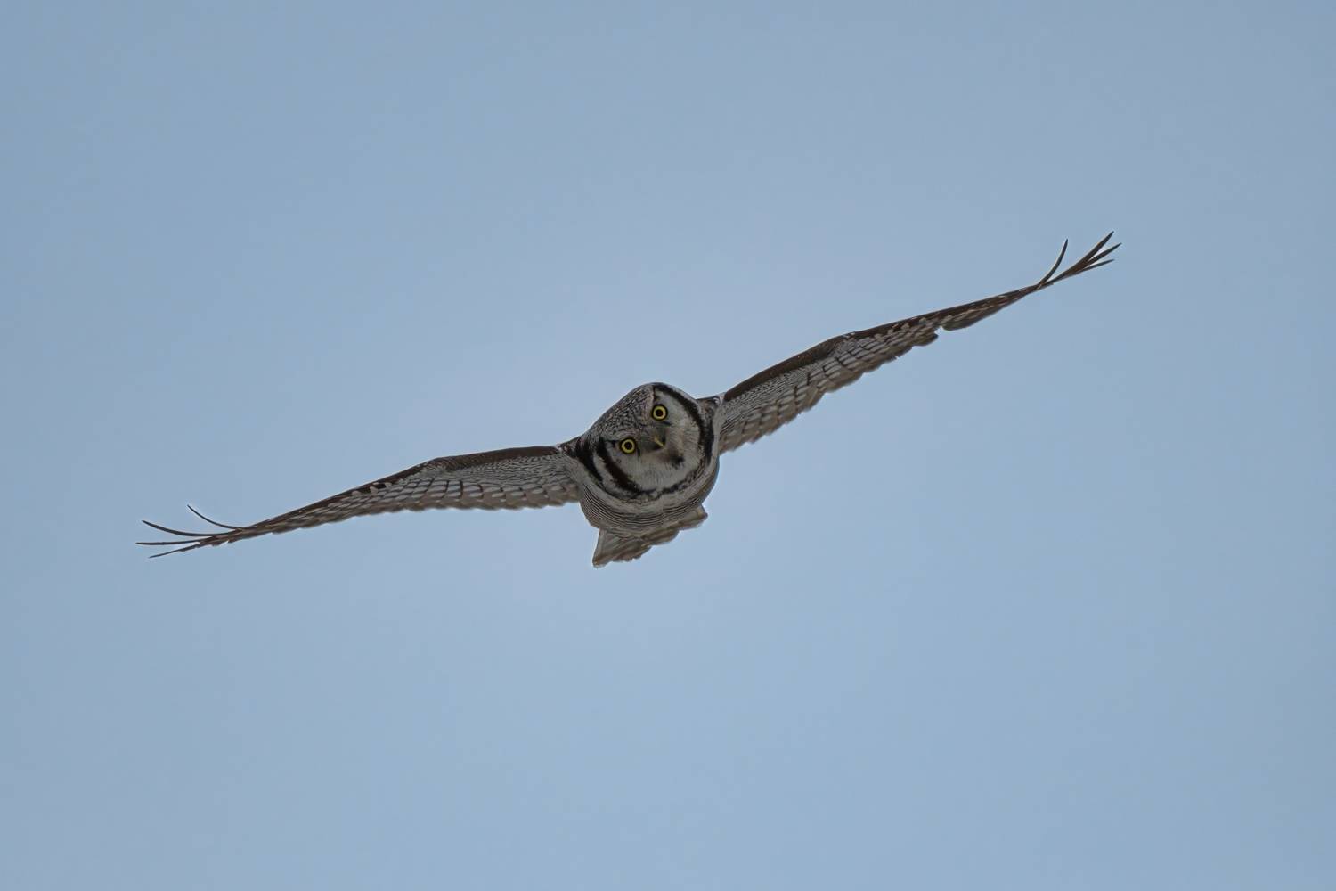 А может тебя съесть?. Автор: Большаков Алексей , Большаков Алексей