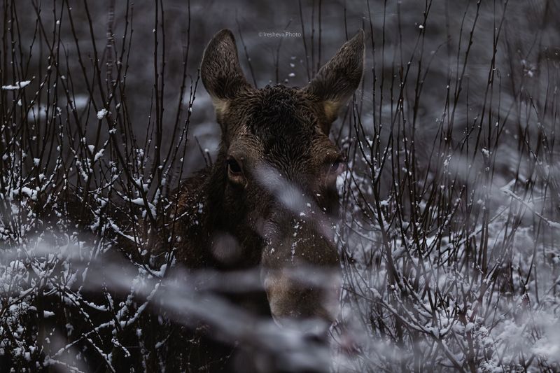 лось Таинственная гостьяphoto preview