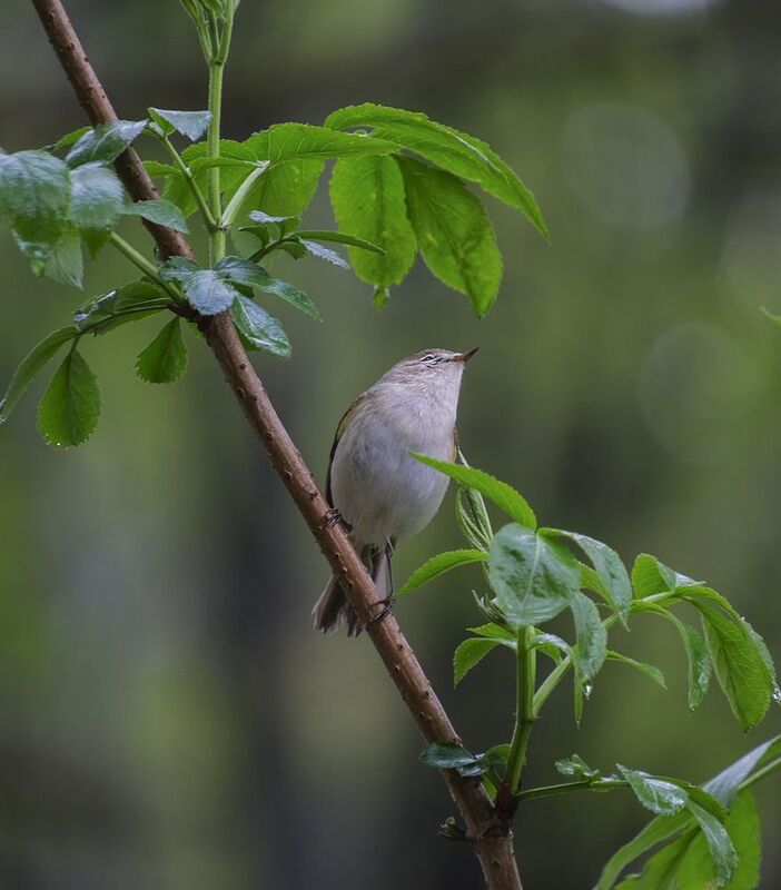 птичка фото превью