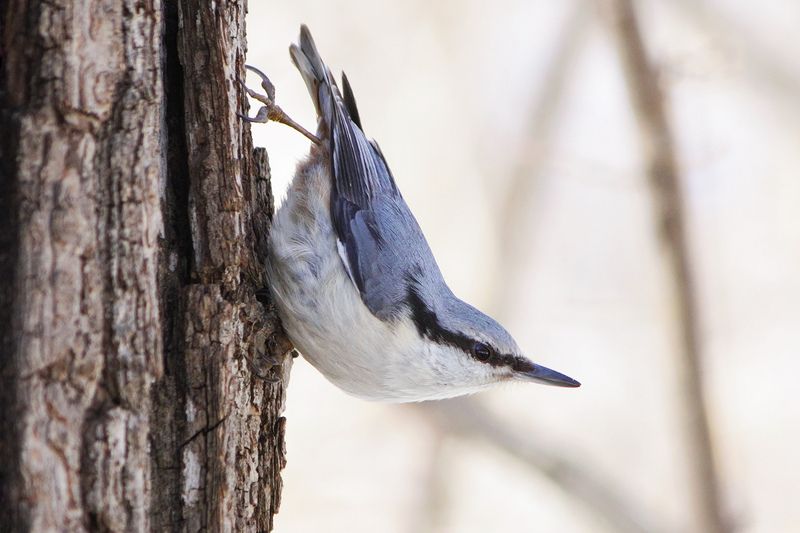 поползень, обыкновенный поползень, ямщик, sitta europaea Поползеньphoto preview
