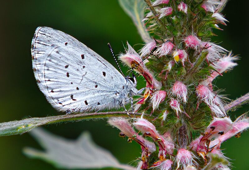 насекомые, бабочка, голубянка, весенняя, лето, июль Голубянка весенняя фото превью