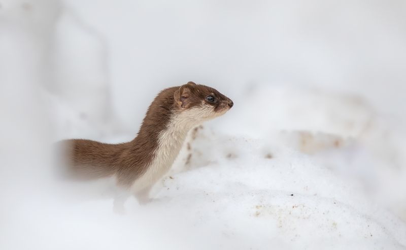 Ласка в снегах. photo preview