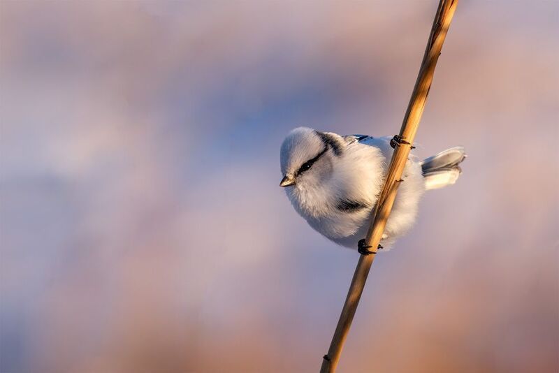 Белая лазоревкаphoto preview