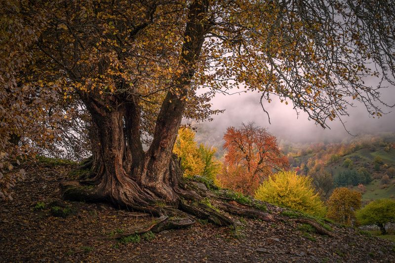 becho, nashtkoli, fall, autumn, trees, yellow, red, leaves, svaneti, mountains, clouds, sky, nature, landscape, scenery, travel, outdoors, georgia, sakartvelo, chizh Fall Treesphoto preview
