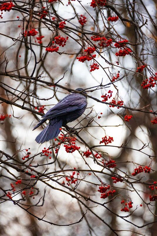 Грач и рябина фото превью