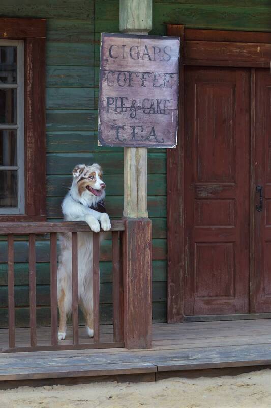 Летний день, ранчо, вестерн, пёс Кекс и чай фото превью