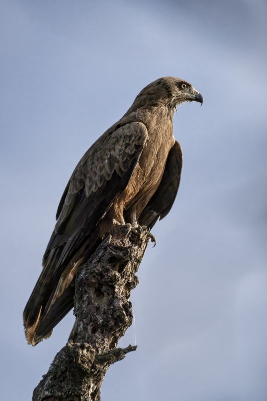 коршун, птицы Чёрный коршун (Milvus migrans)photo preview
