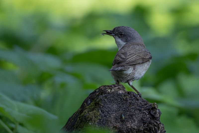славка-завирушка, славка-мельничек, славка, птенец, птицы Славка-завирушкаphoto preview