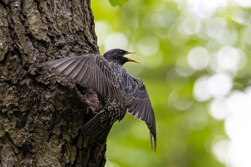 скворец, гнездо, дупло, птицы Кормление птенцовphoto preview