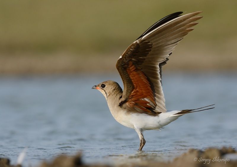 Луговая тиркушкаphoto preview