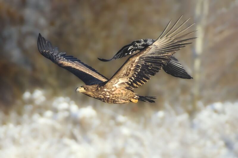 орлан-белохвост, white-tailed eagle, Haliaeetus albicilla, птица, дикая природа, eagle, хищные птицы, птицы России, birdwatching, nature, wildlife photography, close-up bird Погоня за великаномphoto preview
