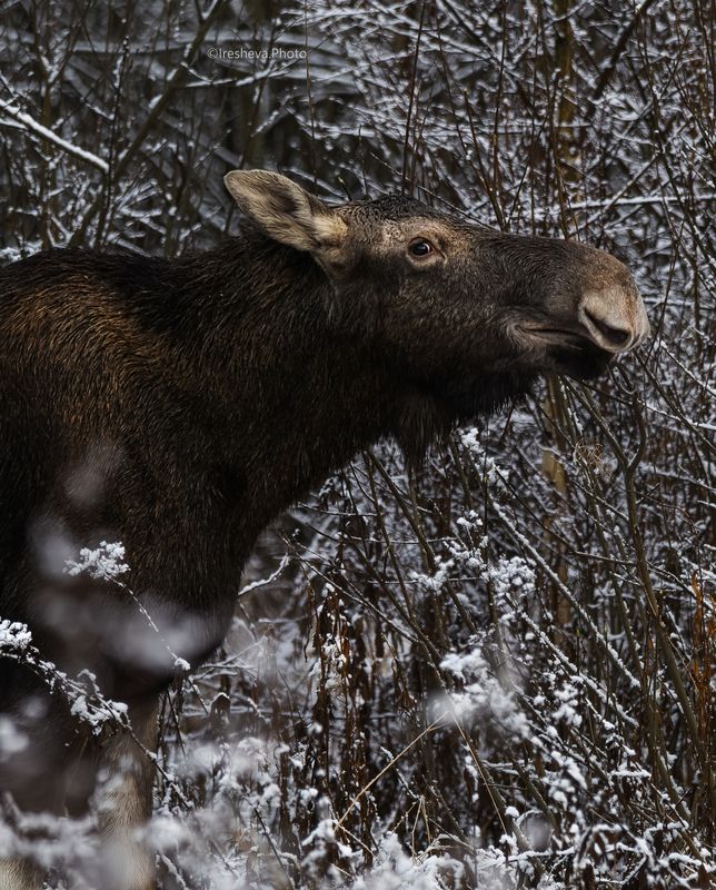 Лось  Добрый взглядphoto preview
