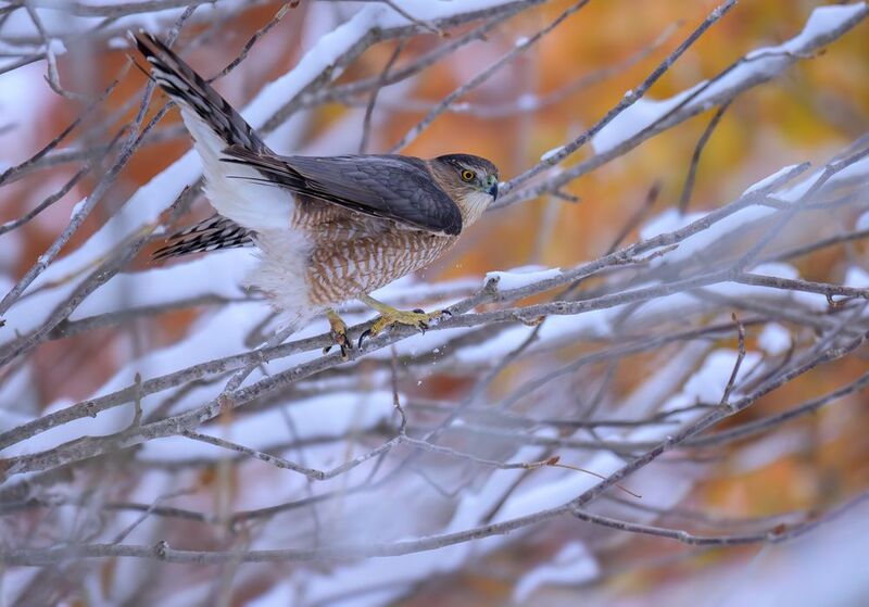 Cooper\\\'s Hawkphoto preview