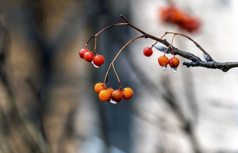 Рябиновый этюдphoto preview