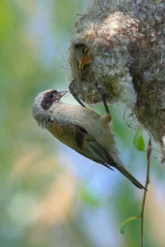 обыкновенный ремез, remiz pendulinus, ремез, чудесные пернатые архитекторы, гнездышко рукавичка ремезов, ремезенок, Чудесные пернатые архитекторы. Ремезыphoto preview