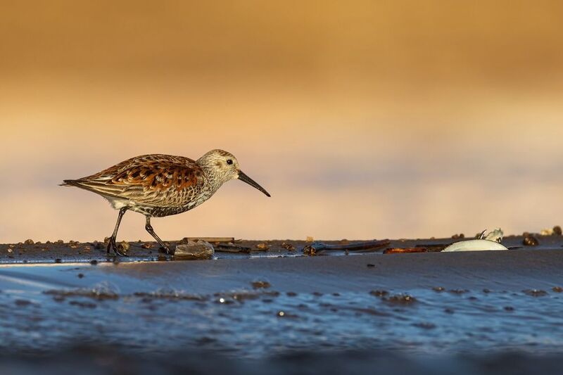 чернозобик, кулик, птицы Чернозобикphoto preview