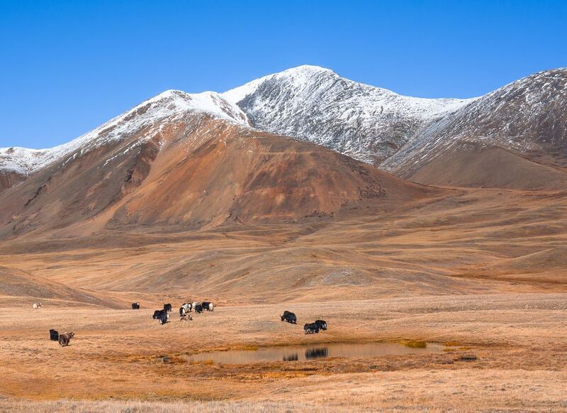 россия, горный алтай,осень, сарлыки (яки) Сарлыкиphoto preview