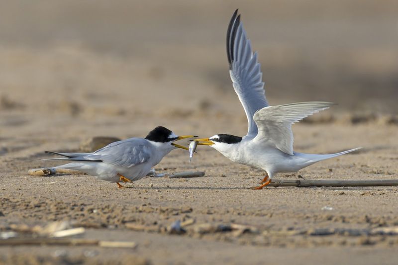 малая крачка, крачка, чайка, птицы, красная книга, любовь Признание в любви фото превью