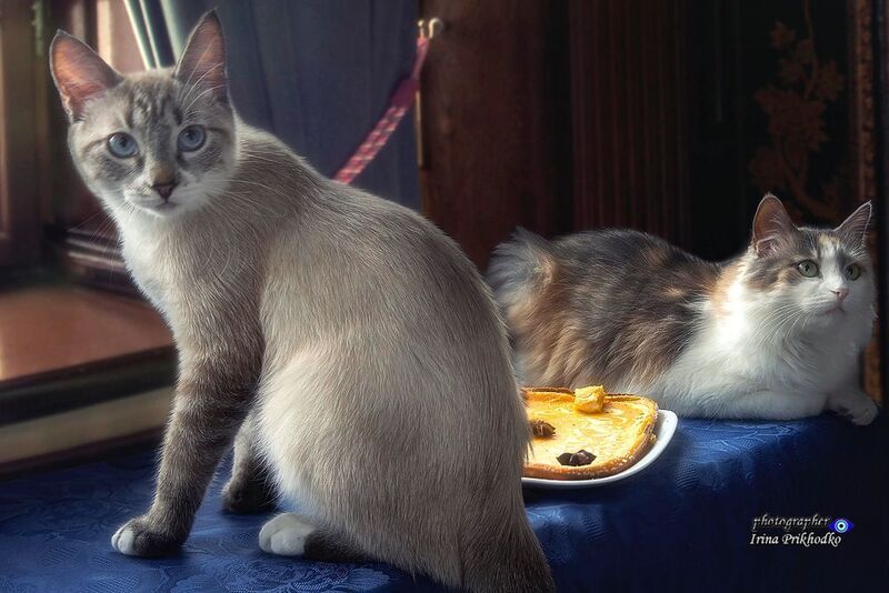 животные, кошки, питомцы, охос азулес, сибирская трехцветная, творожно-тыквенная запеканка - А попробовать-то можно?photo preview