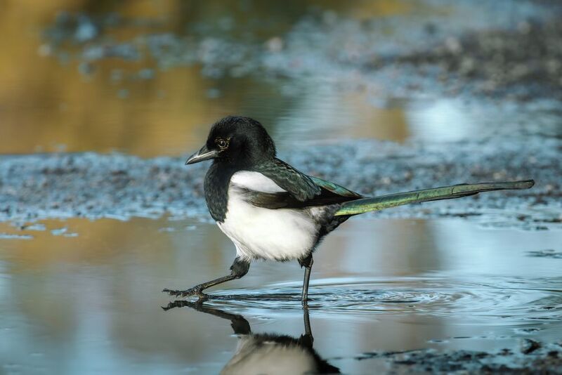 сорока, обыкновенная сорока, европейская сорока, pica pica, eurasian magpie, common magpie Черный верх и белый бок - цвет любимый у сорокphoto preview