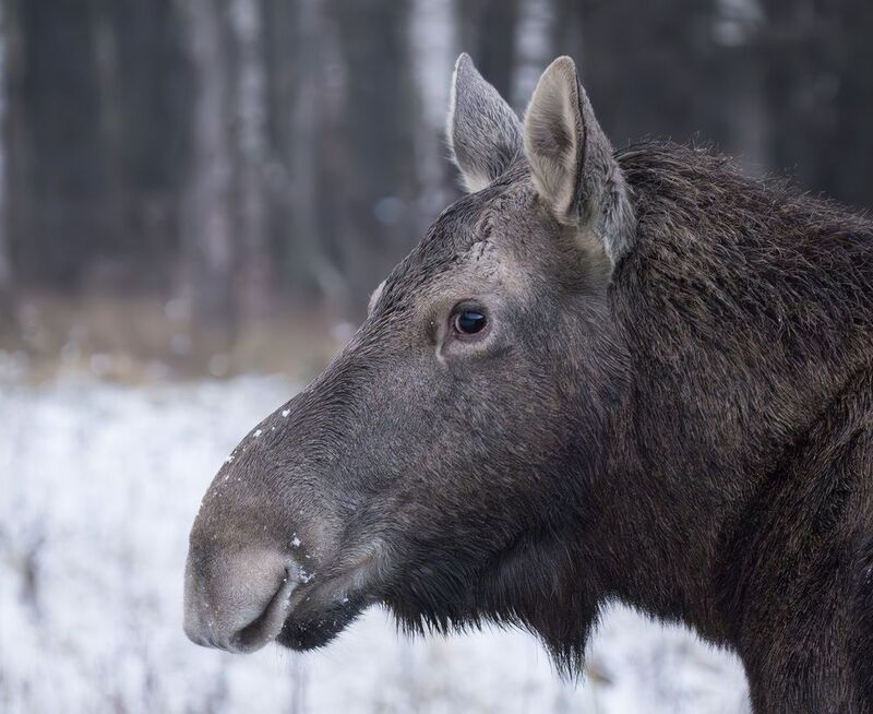 Лось Это что у тебя там?photo preview