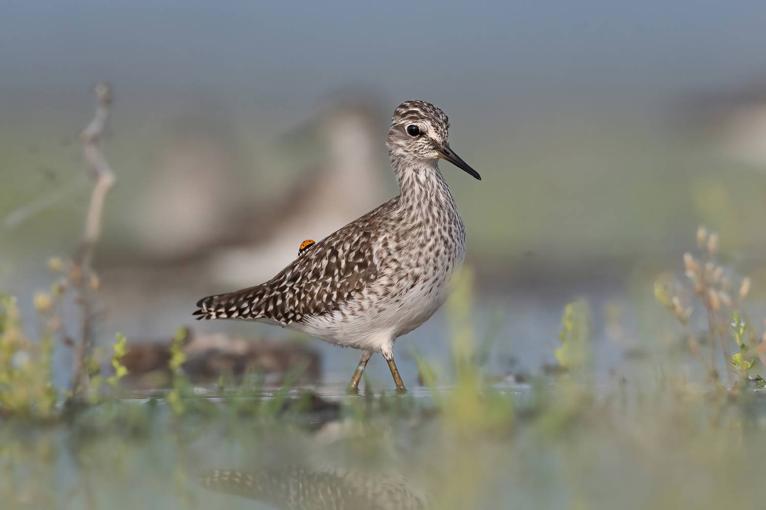 , Мартин Попов