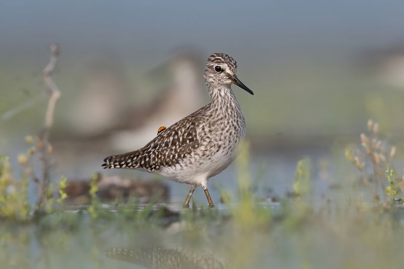 Божья коровка (и фифи - Tringa glareola)photo preview