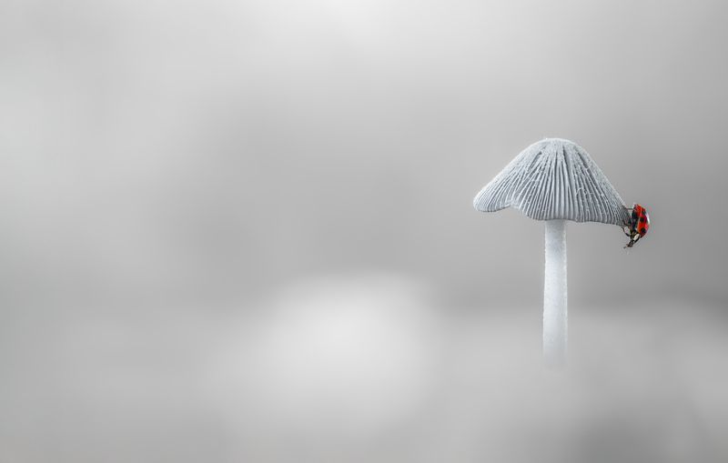 ladybug, mushroom, winter, minimalism, beetle, insect, flower, macro, bugs, ladybird, A lonesome searchphoto preview
